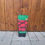 Ruža mnohokvetá (Rosa floribunda) 'FREUDENTANZ - výška 10-20cm, P11